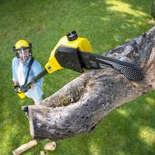 Best Tree Removal  in USA